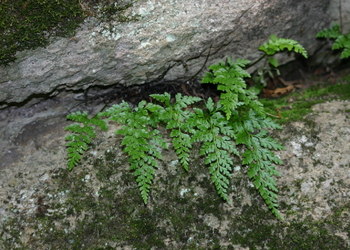 Immergrüner Streifenfarn (Asplenium adiantum-nigrum) - © Emanuel Trummer